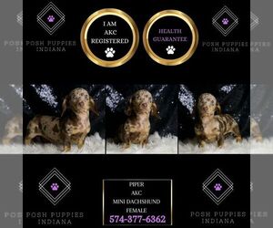 Dachshund Puppy for sale in WARSAW, IN, USA