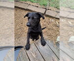 Small #3 Mutt