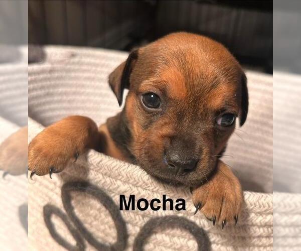 Medium Photo #4 Chiweenie Puppy For Sale in Los Angeles, CA, USA