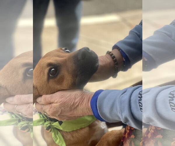 Medium Photo #16 Mountain Cur-Unknown Mix Puppy For Sale in Mount Laurel, NJ, USA