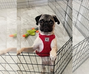 Pug Puppy for sale in LEESBURG, FL, USA