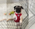 Small Photo #1 Pug Puppy For Sale in LEESBURG, FL, USA