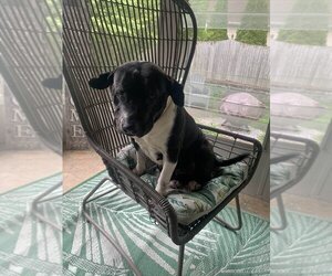 Citrus (TX) - Female Mutt Dog for Adoption - Photo #8