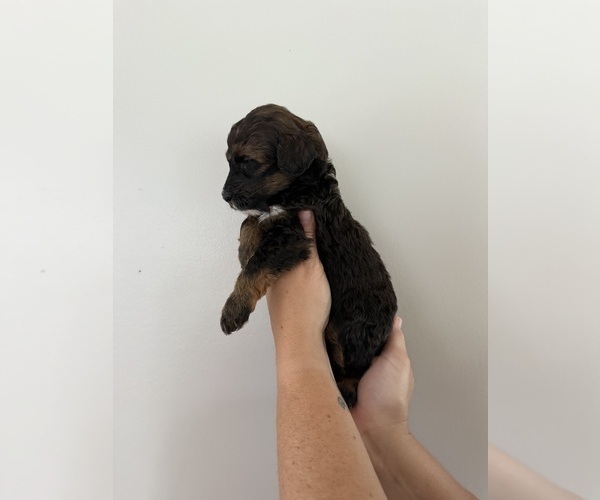 Medium Photo #3 Bernedoodle Puppy For Sale in MOULTON, AL, USA