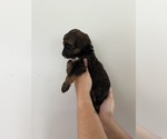 Small #2 Bernedoodle