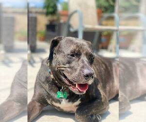 Labrador Retriever-Plott Hound Mix Dogs for adoption in Houston, TX, USA