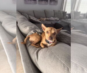Chihuahua Dogs for adoption in Valrico, FL, USA