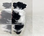 Small #39 Yorkshire Terrier