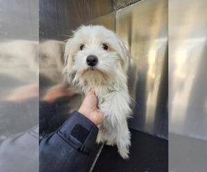 Shih Tzu-Unknown Mix Dogs for adoption in San Antonio, TX, USA