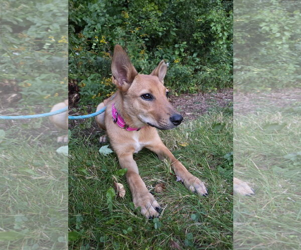Medium Photo #5 Shiba Inu-Unknown Mix Puppy For Sale in NEWPORT NH, NH, USA