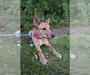 Charli - Female Shiba Inu-Unknown Mix Dog for Adoption - Photo #5