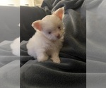 Puppy Titaus Shiranian