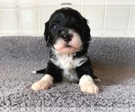 Puppy 7 Portuguese Water Dog
