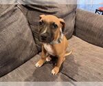 Small #8 American Pit Bull Terrier-Labrador Retriever Mix