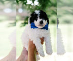 Puppy Schroeder Goldendoodle (Miniature)