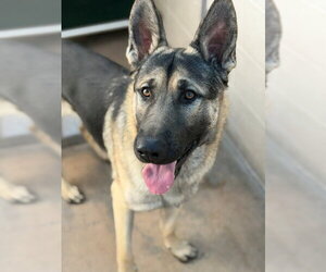 German Shepherd Dog Dogs for adoption in Burbank, CA, USA