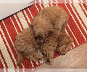 Wapoo Puppy for sale in LAFAYETTE, OR, USA