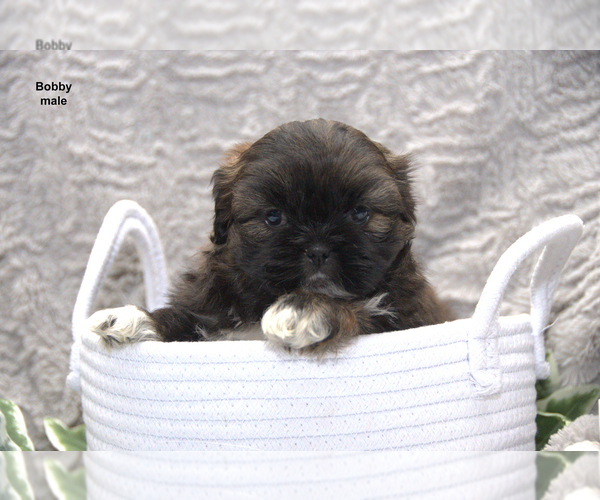 Medium Photo #2 Shih Tzu Puppy For Sale in CLARE, MI, USA