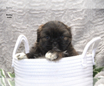 Small #1 Shih Tzu