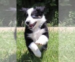 Small Photo #2 Australian Shepherd Puppy For Sale in MARION CENTER, PA, USA