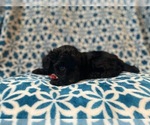 Small Photo #2 Aussiedoodle Miniature  Puppy For Sale in LAKELAND, FL, USA