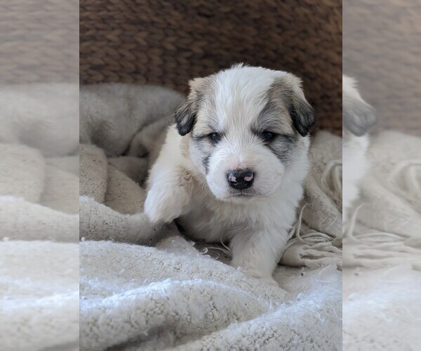Full screen Photo #58 Great Pyrenees Puppy For Sale in FALCON, CO, USA