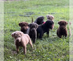 Labrador Retriever Puppy for sale in PACE, FL, USA