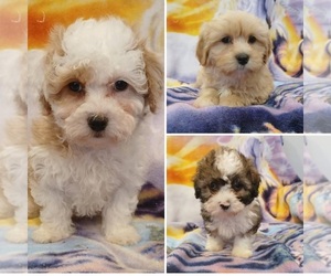 Maltipoo (Toy) Puppy for Sale in BURLINGTON, Massachusetts USA