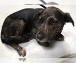 DOVE - Female Labrador Retriever-Unknown Mix Dog for Adoption - Small photo