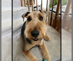 Small #1 Airedale Terrier