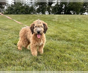 Pug Puppy for sale in MIDDLEBURY, IN, USA