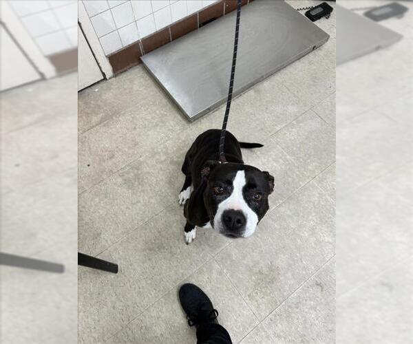 Medium Photo #1 American Pit Bull Terrier-Unknown Mix Puppy For Sale in Fort Collins, CO, USA