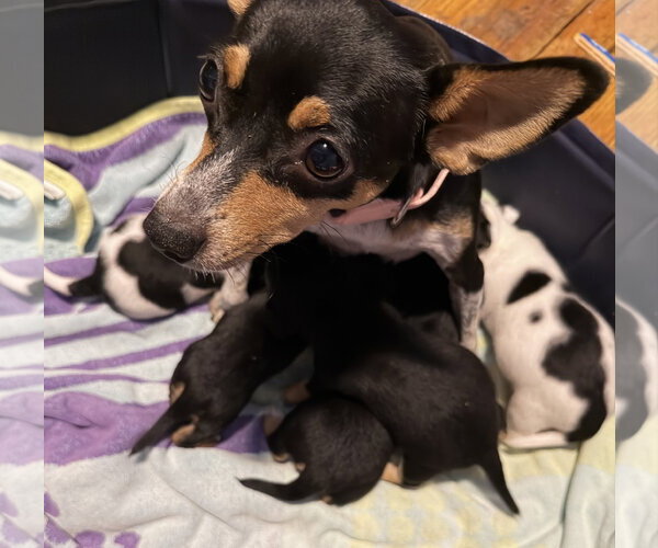 Medium Photo #6 Rat Terrier Puppy For Sale in Holly Springs, NC, USA