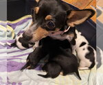 Small #5 Rat Terrier