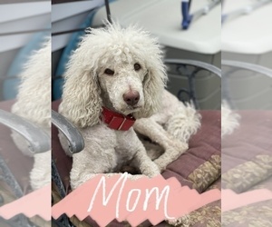 Mother of the Goldendoodle puppies born on 01/21/2022