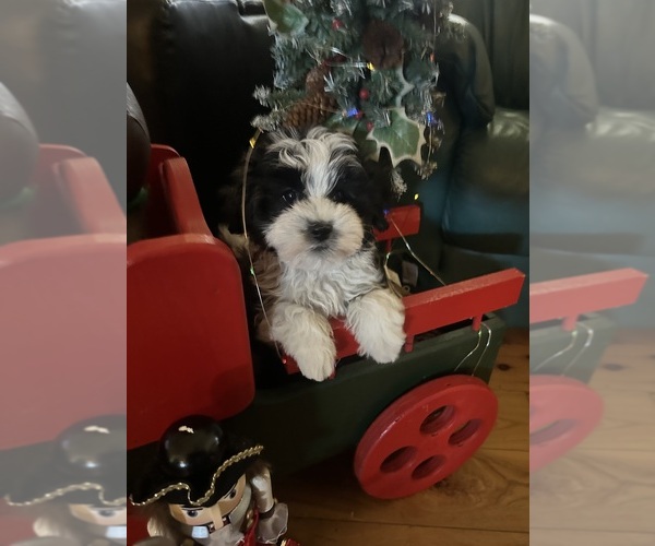 Medium Photo #1 Havanese Puppy For Sale in LIVONIA, MI, USA