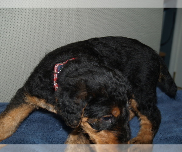 Medium Photo #3 Airedale Terrier Puppy For Sale in CHARLESTOWN, IN, USA