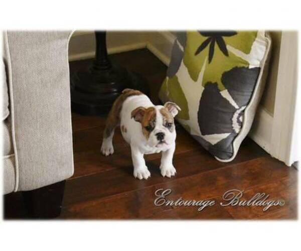 Medium Photo #3 Bulldog Puppy For Sale in MESQUITE, TX, USA