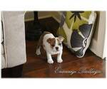 Small Photo #3 Bulldog Puppy For Sale in MESQUITE, TX, USA