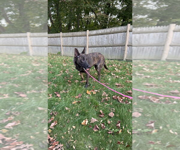 Medium Photo #3 - Mix Puppy For Sale in Imlay City, MI, USA