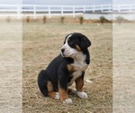 Small #2 Greater Swiss Mountain Dog