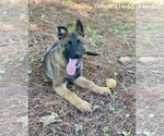 Small Photo #3 Malinois Puppy For Sale in GROVE, OK, USA