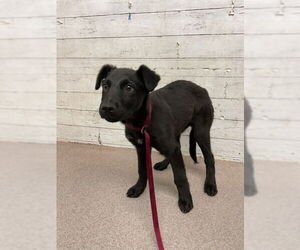Labrador Retriever-Unknown Mix Dogs for adoption in San Bernardino, CA, USA