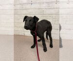 Small Labrador Retriever Mix