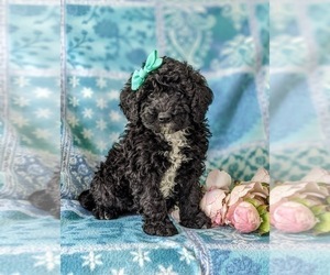 Sheepadoodle Puppy for sale in GLEN ROCK, PA, USA