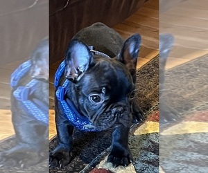 French Bulldog Puppy for sale in BOLIVAR, MO, USA