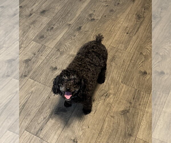 Medium Photo #4 Poodle (Miniature)-Unknown Mix Puppy For Sale in Springdale, PA, USA