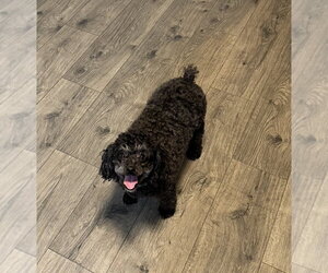 Peaches - Female Poodle (Miniature)-Unknown Mix Dog for Adoption - Photo #4