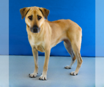 Small #1 Mutt