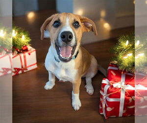 Mutt Dogs for adoption in Springdale, PA, USA